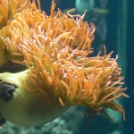 Im Aquarium in Genua
